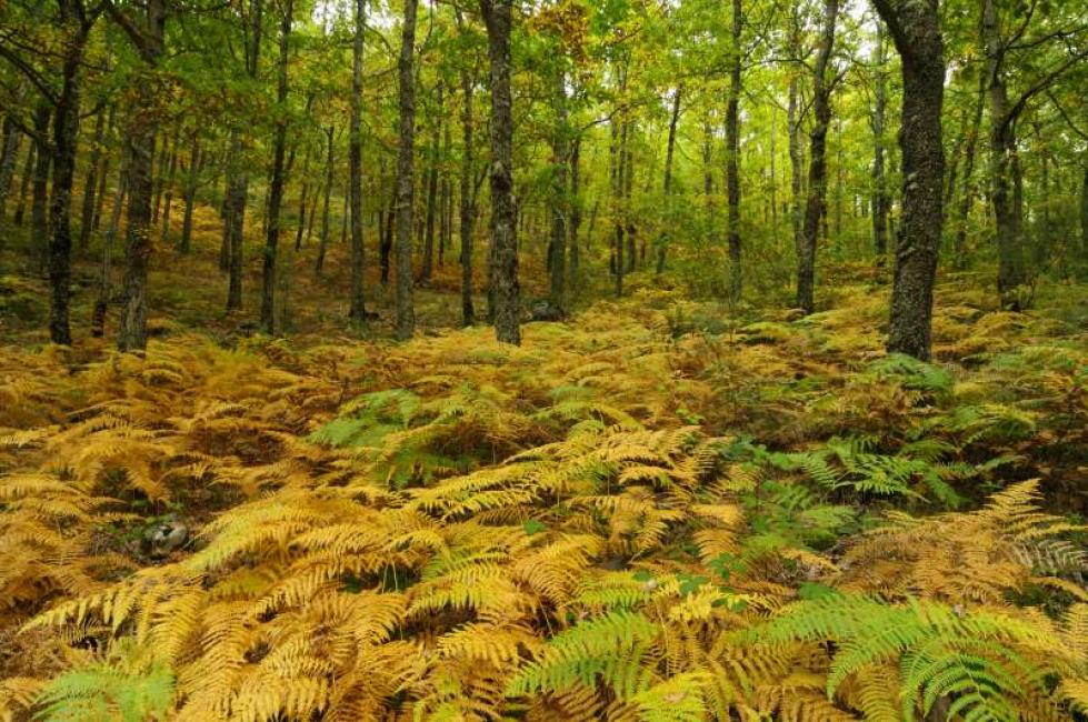 En los Ancares leoneses el bosque que discurre cerca del rïo Burbia